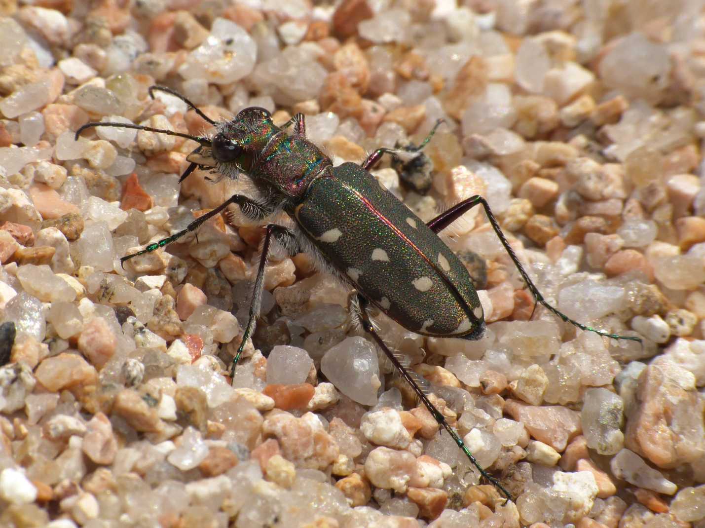 Calomera littoralis fiorii